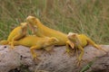 Four yellow iguanas are sunbathing on dry wood.
