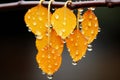 four yellow leaves hang from a branch with water droplets on them