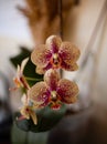 Four yellow and pink palinopsis orchid flowers Royalty Free Stock Photo