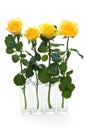 Four yellow roses