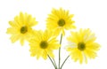 Four Yellow Shasta Daisy Flowers Isolated on White Royalty Free Stock Photo