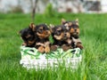 Four Yorkshire Terrier Puppies Sitting in a white wicker basket on Green Grass. A Group of cute Puppies Dogs Royalty Free Stock Photo