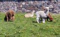 Four young alpacas entertain outdoors Royalty Free Stock Photo