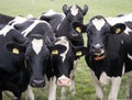 Four young black and white cows in green dutch meadow in holland Royalty Free Stock Photo