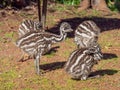 Four Young Emu Chicks Royalty Free Stock Photo