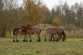 Four young horses seeking comfort with each other on a cold winter day