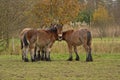 Four young horses seeking comfort with each other on a cold winter day