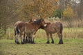 Four young horses seeking comfort with each other on a cold winter day