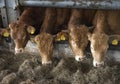 Four young limousin bulls feed inside barn on organic farm in ho