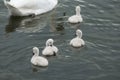 four young mute swan chicklets swimming behind their mother on a calm dark body of water Royalty Free Stock Photo