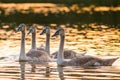 Four young mute swans in lake