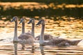 Four young mute swans