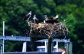 Four young osprey chicks in the nest waiting for an adult to return.