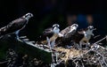 Four young osprey chicks in their nest in the Chesapeake Bay in Maryland