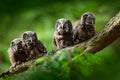 Four young owls. Small bird Boreal owl, Aegolius funereus, sitting on the tree branch in green forest background, young, baby, cub