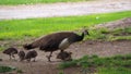 Four young peacocks with their mother, mollerussa, lerida