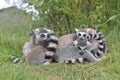 Four young ring tailed lemurs huddle together Royalty Free Stock Photo