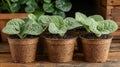 Four young sage plants in biodegradable pots on wooden surface with greenery background Royalty Free Stock Photo