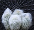 Four young snow cacti growing in a pot