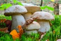 Four young specimen of Boletus edulis