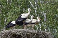 Four young storks in nest day before first flight Royalty Free Stock Photo