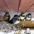 Four young swallows