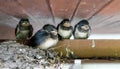 four young swallows