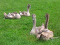 Four young swans lie on the grass Royalty Free Stock Photo