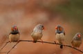 Four Zebra Finches in Outback Australia Royalty Free Stock Photo