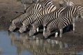 Four zebra gracefully unite in symmetry as they stand side by side at a tranquil waterhole