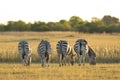 Four zebra`s bottoms standing in line grazing in sunset light in Moremi Okavango Delta Botswana Royalty Free Stock Photo