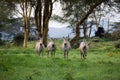 Four zebras Royalty Free Stock Photo