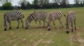 Four zebras Royalty Free Stock Photo