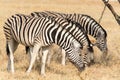 Four Zebras eating Royalty Free Stock Photo