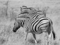 Four zebras in a row Royalty Free Stock Photo