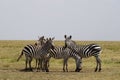 Four zebras Royalty Free Stock Photo