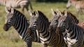 Four zebras stand together. Kenya. Tanzania. National Park. Serengeti. Maasai Mara. Royalty Free Stock Photo