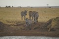 Four zebras walked to the river  ready to drink water. Royalty Free Stock Photo