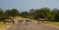 Four zebras walking across a road