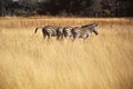 Four zebras walking aligned in an african savanna with copy space for your text Royalty Free Stock Photo