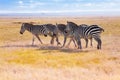 Four zebras walking in the wilderness of Africa Royalty Free Stock Photo