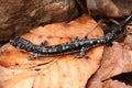 Fourche Mountain Salamander