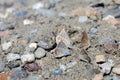 Foure butterflies in the sand Royalty Free Stock Photo