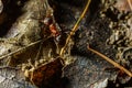 Fourmi rousse des bois Formica rufa in its natural element Royalty Free Stock Photo