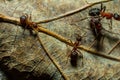 Fourmi rousse des bois Formica rufa in its natural element Royalty Free Stock Photo