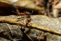 Fourmi rousse des bois Formica rufa in its natural element Royalty Free Stock Photo