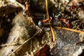 Fourmi rousse des bois Formica rufa in its natural element Royalty Free Stock Photo