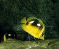 Fourspot Butterfly Fish, chaetodon quadrimaculatus