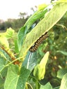 Fourth ins-tar full grown monarch caterpillar sitting on underside of milkweed leaf
