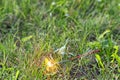 Fourth of July sparkler with grass ground back ground Royalty Free Stock Photo